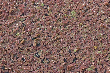 Großer Algenfarn (Azolla filiculoides) in der Eder