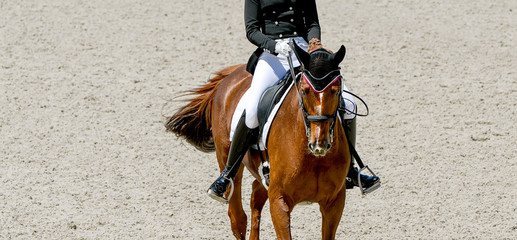 Dressage horse and rider in black uniform. Beautiful horse portrait during Equestrian sport...