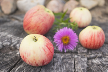 Sweet rustic still life. Bright fragrant apples from their own garden on an old cracked huge stump.
