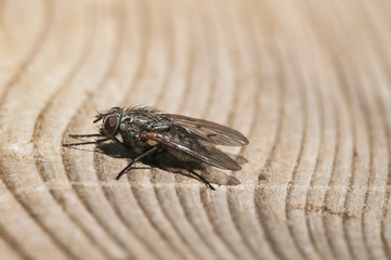 Helina species medium sized fly perched on a cut trunk