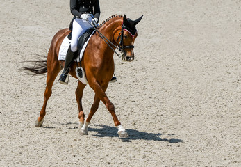 Dressage horse and rider in black uniform. Beautiful horse portrait during Equestrian sport competition, copy space.