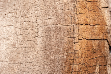 Close-up wood cut texture