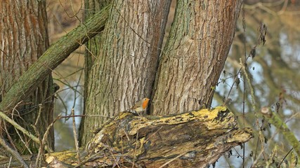 Rotkehlchen (Erithacus rubecula) am Ufer der Eder