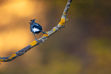 Cute little bird. Autumn nature background. Park, garden forest bird: Coal tit. 