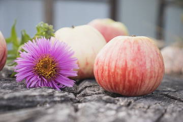 Sweet rustic still life. Bright fragrant apples from their own garden on an old cracked huge stump.