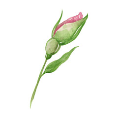 Watercolor illustration of a gently pink rose hips. Suitable for cards, invitations to the day of women, decor, posters.