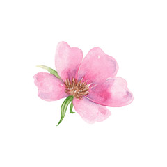 Fototapeta na wymiar Watercolor illustration of a gently pink rose hips. Suitable for cards, invitations to the day of women, decor, posters.