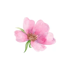 Foto op Canvas Watercolor illustration of a gently pink rose hips. Suitable for cards, invitations to the day of women, decor, posters. © ka.yansh