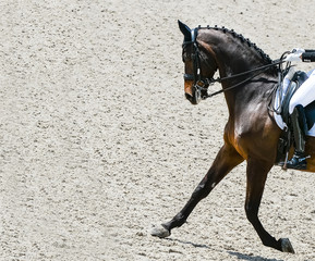 Dressage horse and rider in black uniform. Horizontal banner for website header design. Equestrian sport competition, copy space.