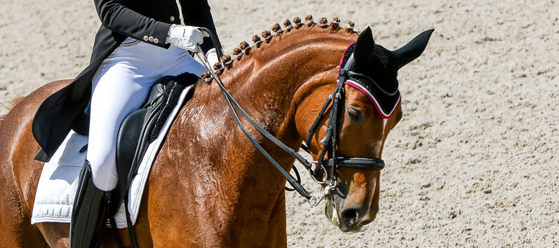 Dressage Horse And Rider In Black Uniform.