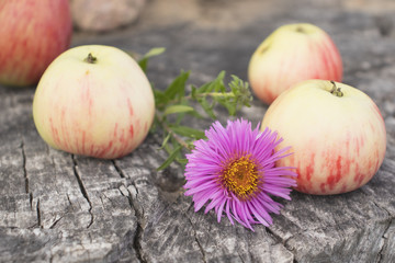 Sweet rustic still life. Bright fragrant apples from their own garden on an old cracked huge stump.
