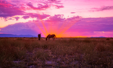 Horses Grazing At Sunset