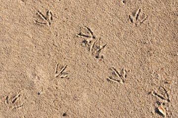 Bird footprints on sand on sunny day. Beach day and bird tracks