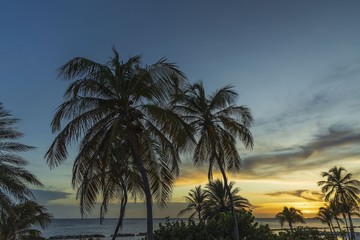 Fototapeta na wymiar Gorgeous colorful view of sunset on Curacao island. Gorgeous view of green palm trees on blue sky background. Beautiful nature landscape. 