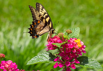 Tiger Swallowtail butterfly (Papilio glaucas)
