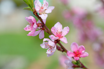 Obraz na płótnie Canvas Sakura flowers, pink beautiful peach tree inflorescences. Bright natural background for wallpapers in pink and green bright shades.