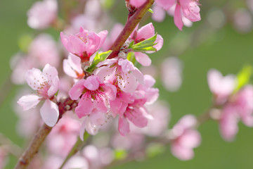 Sakura flowers, pink beautiful peach tree inflorescences. Bright natural background for wallpapers in pink and green bright shades.