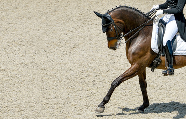 Dressage horse and rider in black uniform. Beautiful horse portrait during Equestrian sport...