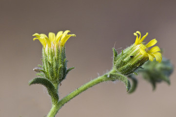 Dittrichia graveolens stinkwort stinkweed Khaki weed pretty medicinal flower with yellow flowers and sticky stems