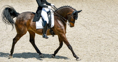 Dressage horse and rider in black uniform. Beautiful horse portrait during Equestrian sport...