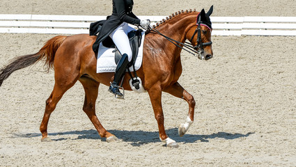 Dressage horse and rider in black uniform. Beautiful horse portrait during Equestrian sport competition, copy space.