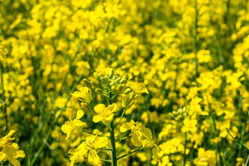 field of yellow flowers