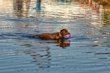 Brown dog plays with pink ball in the water