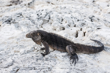 Black iguana with huge claws and spines along its back sitting on beach rocks