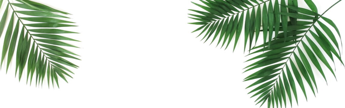 green palm leaves pattern frame isolated on a white background . Long banner.top view.copy space.abstract. © irenastar