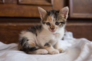 Cute little kitten. Selective focus.