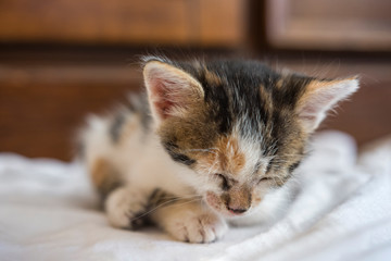Fototapeta na wymiar Cute little kitten. Selective focus.