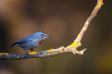Cute little bird. Autumn nature background. Bird: Krupers Nuthatch. Sitta krueperi.