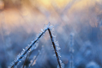  shiny transparent crystals of cold frost cover the dry grass like beads on a field on a morning...