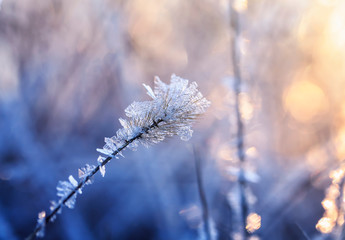 shiny transparent crystals of cold frost cover the grass in morning Sunny Park