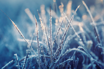 natural background with shiny transparent crystals of cold frost cover grass in the morning Sunny Park