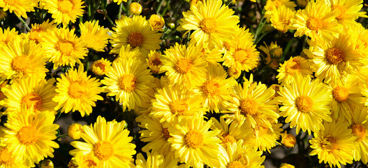 Background of blooming chrysanthemums in the flowerbed.