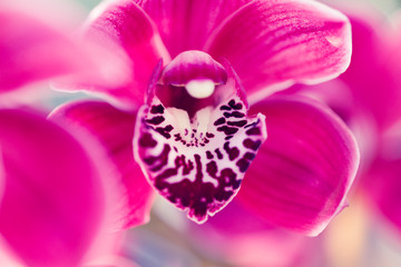 Phalaenopsis orchid macro