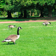 Gray geese on a green meadow in a park.
