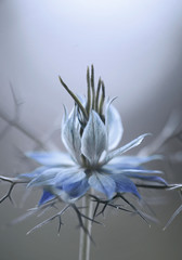 Czarnuszka Damasceńska - kwiat