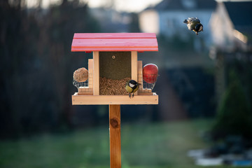 Favorite seed feeder in the garden