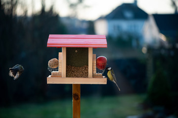 A lonely great tit on seed feeder