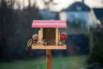 Great tits enjoy sunflowers seeds