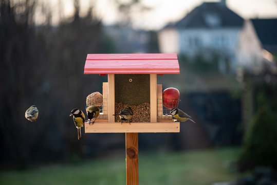 Seed feeder is always full of birds