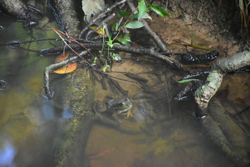 A frog sitting on a tree root underwater