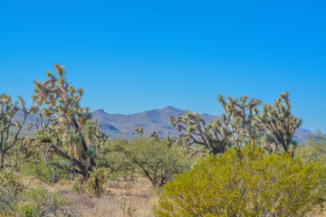 Spiny Joshua Trees (Yucca Brevifolia) in the Sonora Desert. Maricopa County, Arizona USA