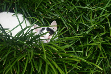 A white cat with black spots hiding in monkey grass