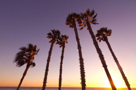 Palm tree silhouette at sunset, Huntington Beach, CA