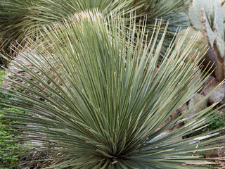 Dasylirion glaucophyllum ou dasylire à feuilles glauques aux tiges radiantes et épineuses à...