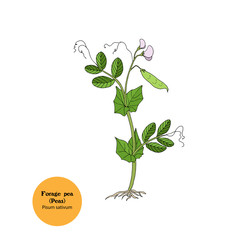Hand drawn illustration of forage pea plant, Pisum sativum, simple botanical drawing.