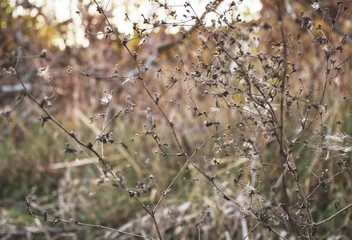 Dry flowers, stems of plants, leaves and grass in the meadow in fall season. Calm autumn background.